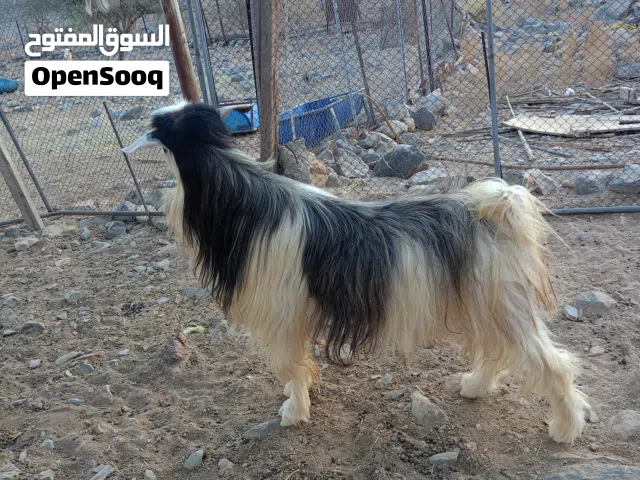 محبين حلال رحوب تيس ود 3سنوت