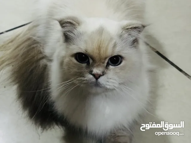 قطة مكس بين هملايا وسكوتش