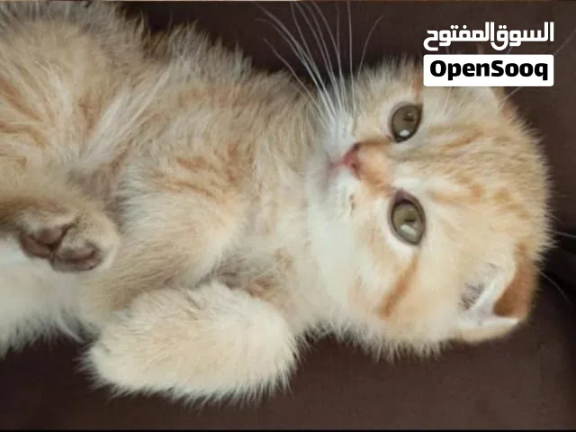 كتن سكوتش فولد انثى / قابل للتفاوض