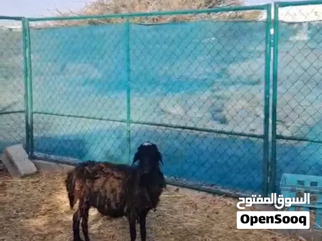 جيعده عشار تواصل مع صاحب الحلال رقم تحت في الاستماره