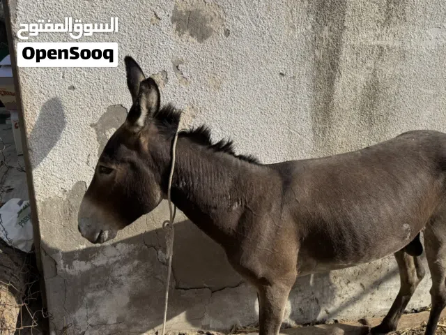 السلام عليكم ورحمة الله وبركاته للبيع حمار أديب وهادي