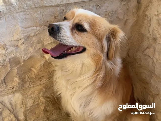 كلاب لولو فكس ذكر و انثى للبيع