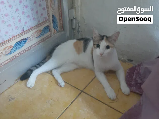 قطه انثى نظيفه