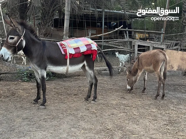 حماره تحتها جحش