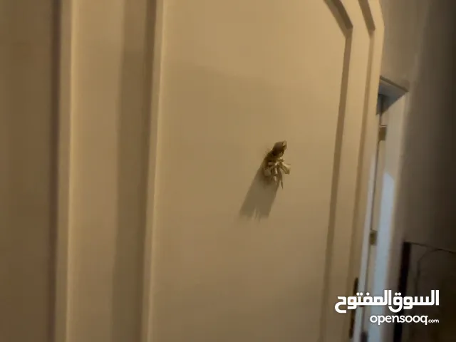 ابواب خشب سويد وحشود لتيه