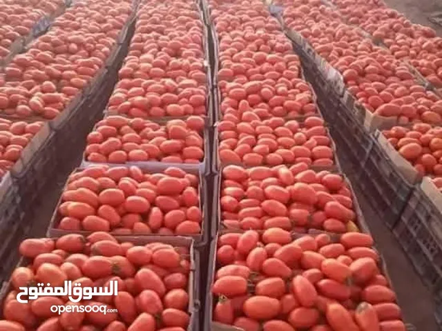 بذور طماطم هجين الافضل