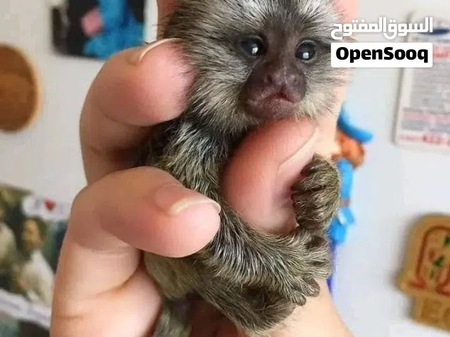 beautiful and adorable baby monkeys ready for sale