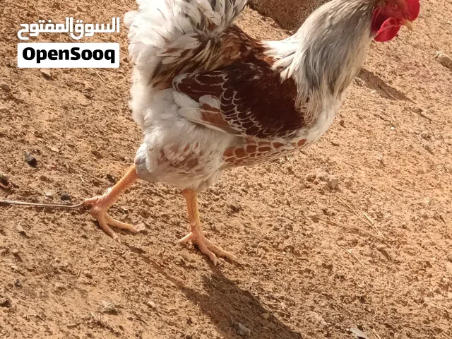 كوبية وندوت