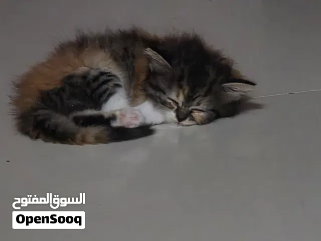 قطط شيرازى انثى للبيع