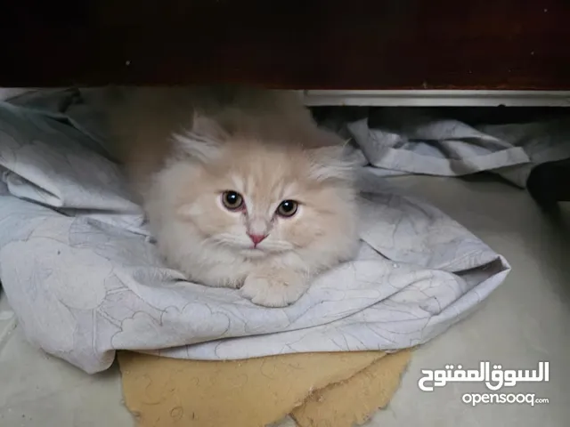 قطط نوع سكوتش فولد بيور عدد 2 ذكور ......................