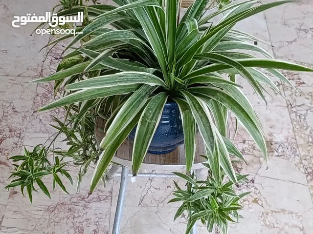 غرس داخلي و خارجي