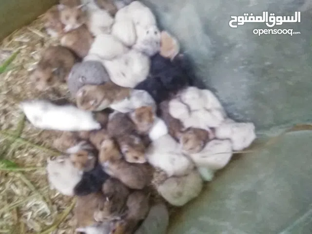 هامستر همستر