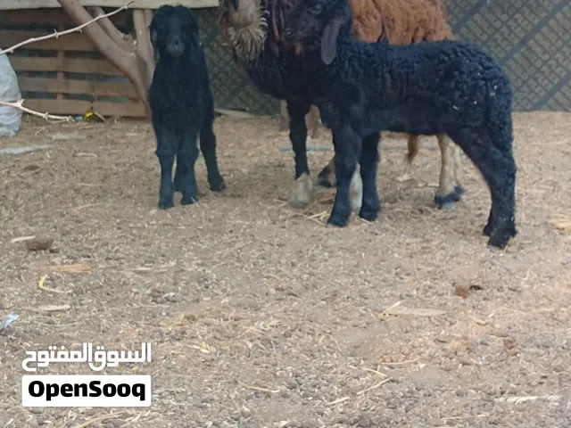 جعد م شاءالله أمورهن فوق طيبه يتومن