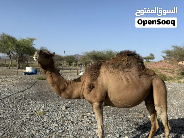 للبيع ناقه مدني
