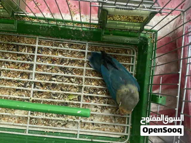 ببغاء فشر للبيع