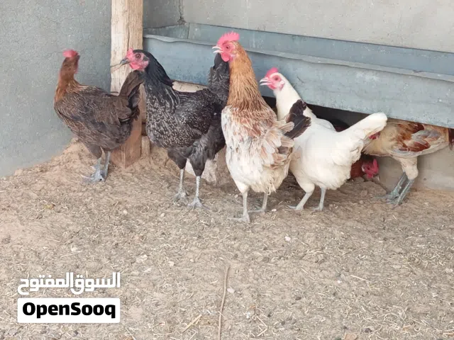 دجاج للبيع
