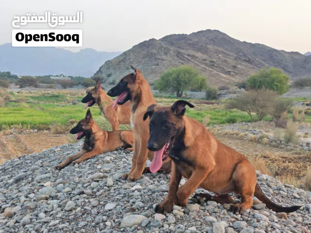 بيع جراوي مالينو العمر 3شهور ومع الجواز والاب والام سلالة معروفة وممتازة