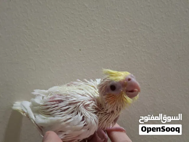 للبيع فرخ كوكيل