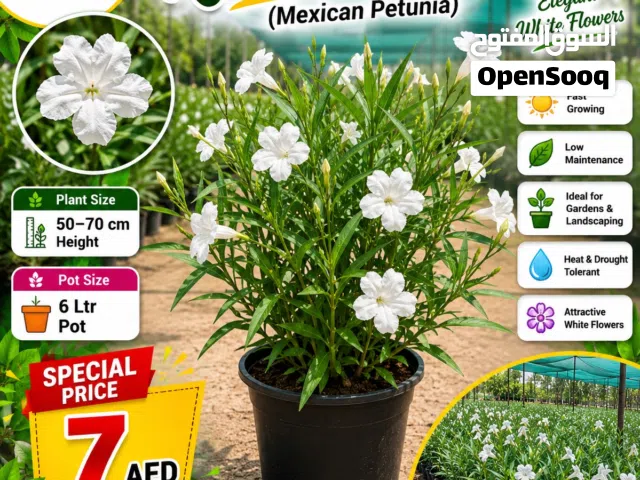 Ever-Blooming White Ruellia  Garden Favorite