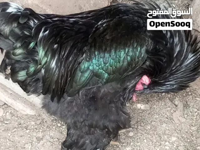 ديوك براهما وزن ونظافه وتكبيس