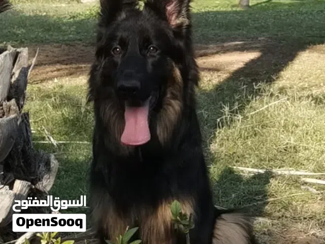 Wanted male German Shepherd for mating