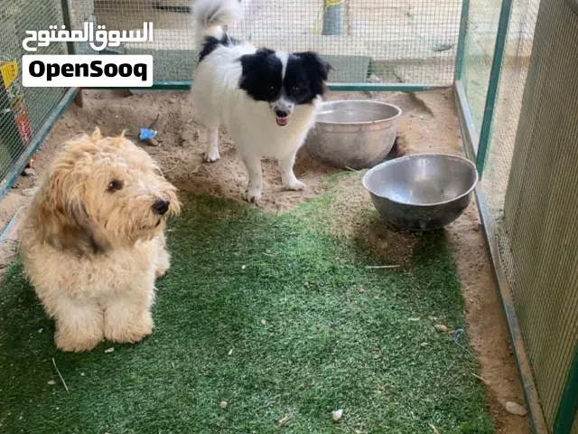 كلاب  مكس بومريان ومالتيز والثاني بودل كلهم ذكور