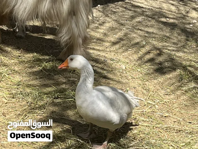 إوز ذكر للبيع