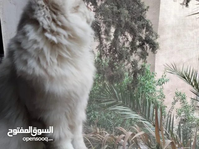اسم الاعلان(ذكر هيمالايا بلو بصحه ممتازه جدا الحمدلله ))