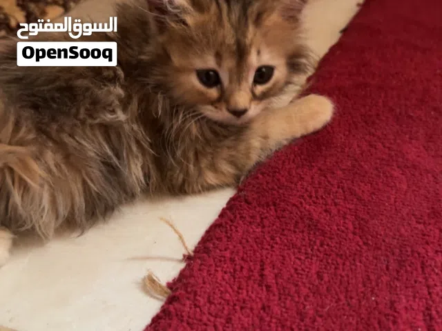 شيرازي مون فيس (Moon Face Pe