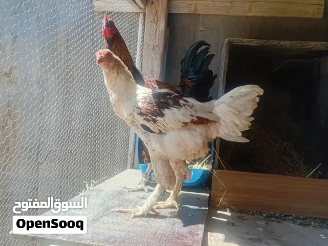ما شاء الله جاجة(البيضة) وديكين  بناديق براهمة فراخ السنة   طوال كثير وجهمات تبارك الرحمن