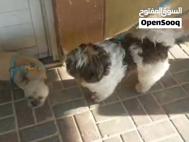 جرو Shih Tzu