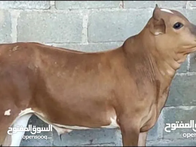 اوفر جميع انواع الحلال اسبوعياً بأسعار جداً مغرية تابع التفاصيل
