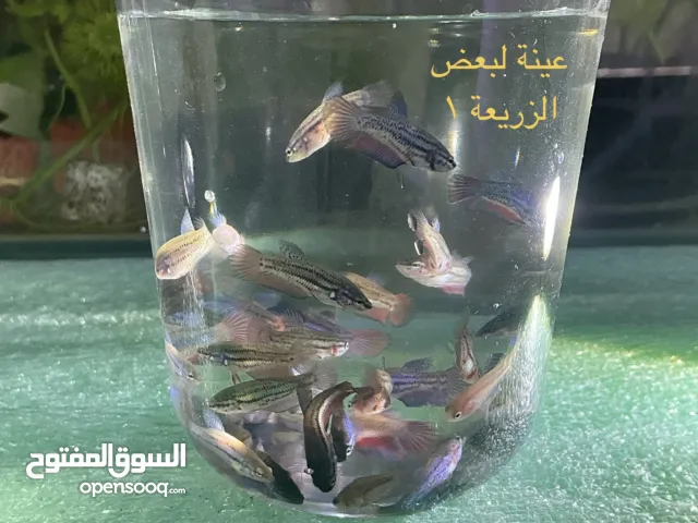 ذكور  و إناث فايتر ميجا منتجة للبيع  مع الزريعة وبعض الاكسسوارات