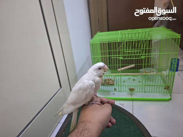 Albino cockatiel baby on hand feed for sale