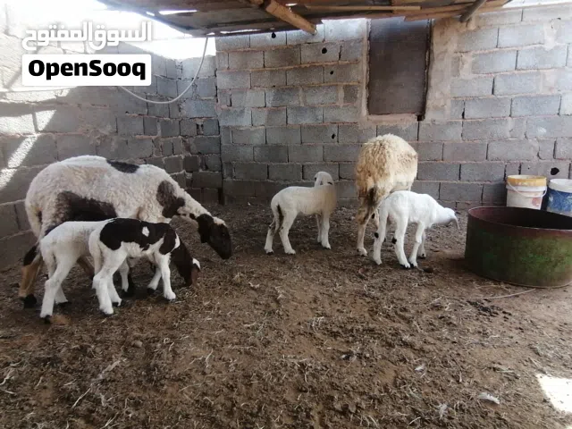 نعجتين توميات