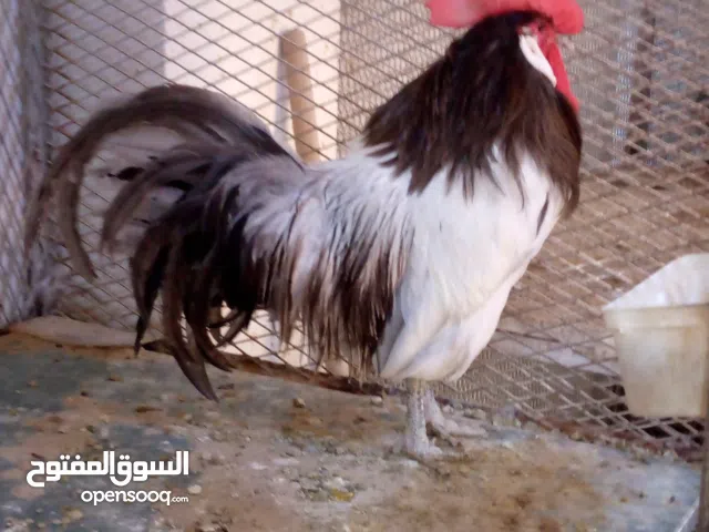 متاح طيور زينه