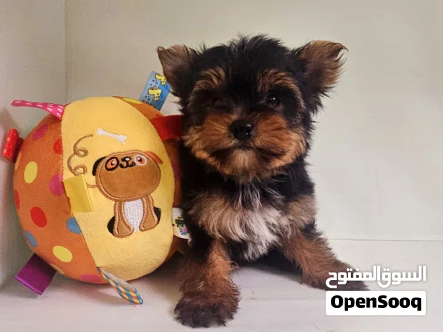 yorkishaier يوركي شاير