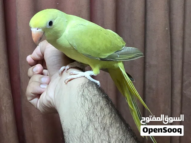 دره زيتوني أليف جدا