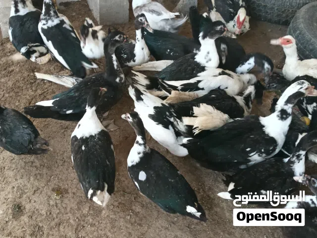بط مصري للبيع