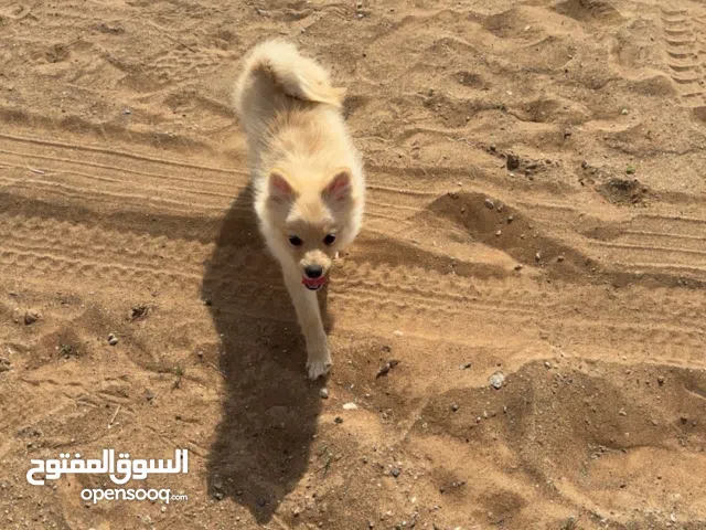 كلب برومانين