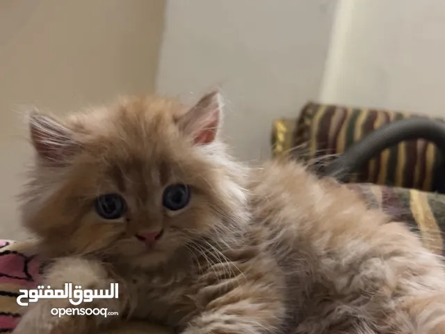 قطط شيرازي بيور عمر 45 يوم