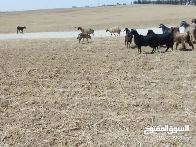 السلام عليكم موجود أراضي للبيع  من اراضي جنوب عمان تصلح مزارع وتصلح شاليهات  او استثمار ميه بالميه