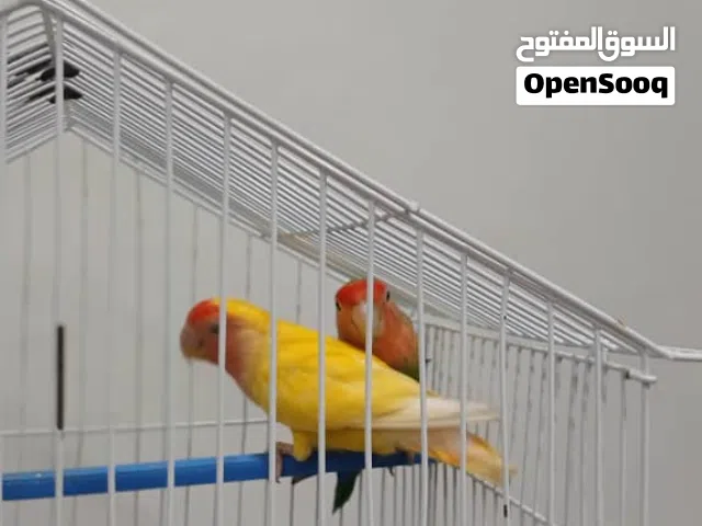 عصافير بركديلو