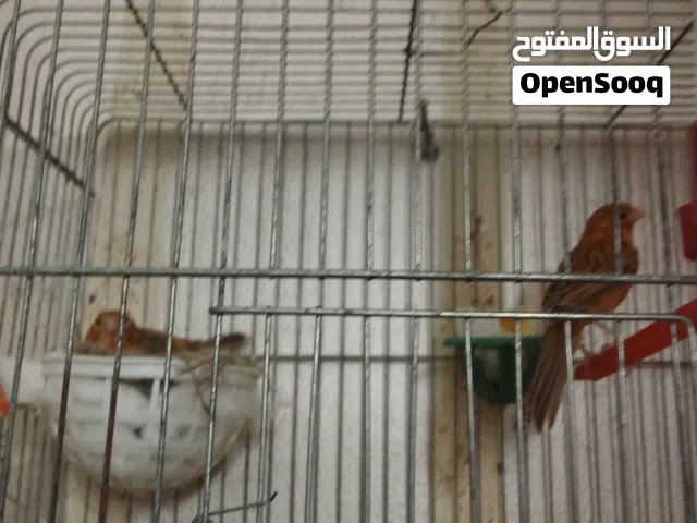 جوز كرزيات بالصلاه على النبي