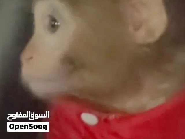 قرد مكاو للبيع