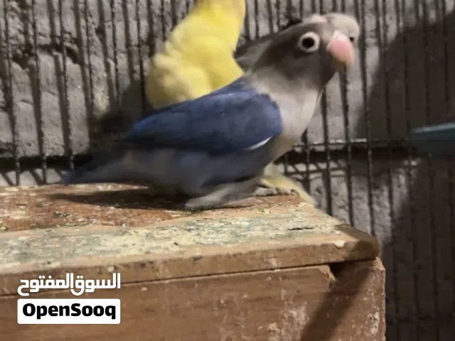 غندوره زوج وتك طيره فقط الجناي والي يعرف أسعارهن يدخلني خاص رجاءً رجاء