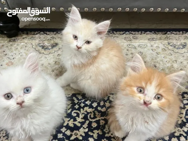 2 month kitten Turkish angora