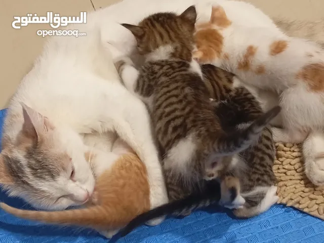 Mix cat with Bright color with 4 kids and one mother. One is male another 3 kids are female