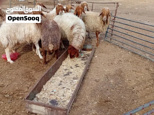 بسم الله ماشاء الله  اليوم غير كل يوم عرض عرض لمدة 3 ايام حلال بلدي ذكور وثاني عقايق وندر ومنسبات ال