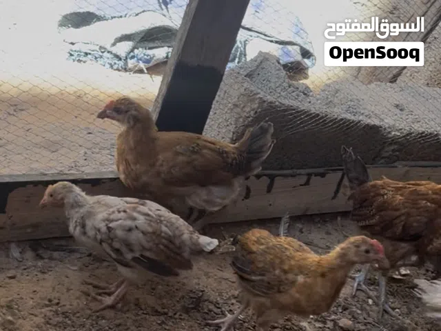سلام عليكم عتاتيق لبيع